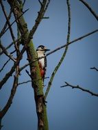woodpecker on the tree