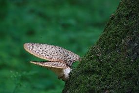 spotted mushroom on a tree trunk