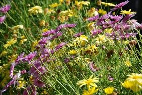 wild meadow flowers