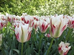 A lot of white tulip flowers