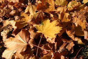 autumn leaves in the park