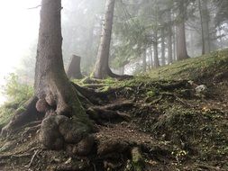 powerful roots of old trees in the forest