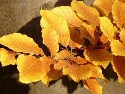branch with yellow leaves of European beech