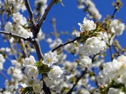 macro view of white cherry blossoms in sunny spring day