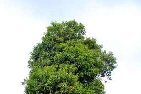 green tree on a background of white clouds