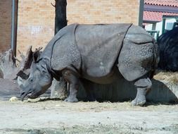 attractive rhinoceros