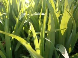 green plant with long leaves in the sunlight