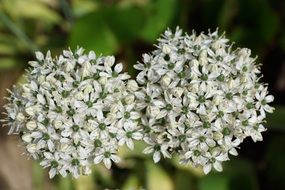 white flower blossoms green nature, leek
