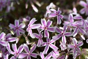 phlox pillow in the garden