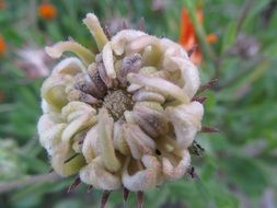 light plant seeds