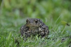 frog on green grass