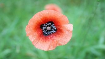 poppy in drops of water on a blurry background close-up