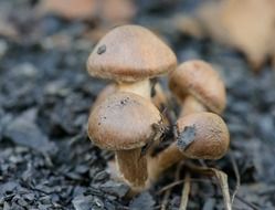 mushrooms couple