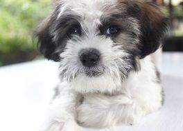 portrait of a happy spotted puppy