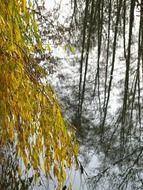 mirror image of trees in a river