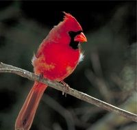 cardinal is a red bird