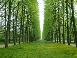 green alley in a park in Celle
