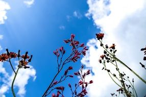 flowers and clouds summer day scene