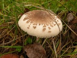 poisonous mushroom in the grass