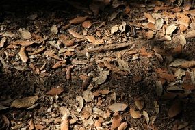 forest cover in the leaves