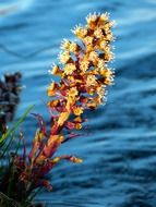 butterbur grows in water