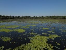 lake with green duckweed