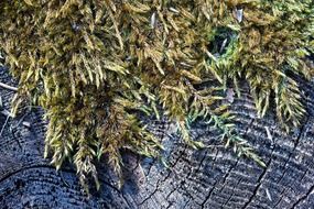 leaves on a tree stump