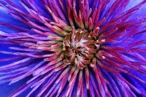 blue dahlia close up