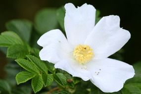 wild rose spring blossom
