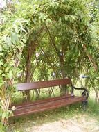 free wooden bench under green plants canopy