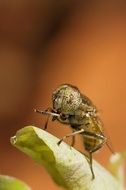spotted fly on a leaf in Madagascar