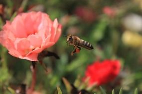 a bee flies over a pink flower