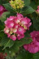 hydrangea flowers on a bush in the garden