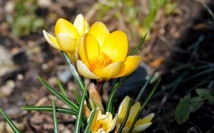 yellow crocuses in the spring forest