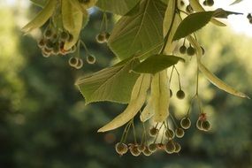 wonderful lime tree