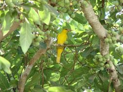 bright exotic yellow bird on a tree