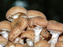 pile of mushrooms armillaria mellea on a blurred background