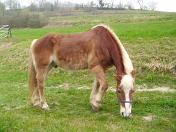 brown pony with a white mane grazes in the meadow