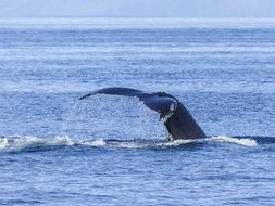 caudal fin humpback whale over water