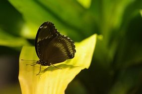 black butterfly on green leaf