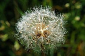 common dandelion seed flower