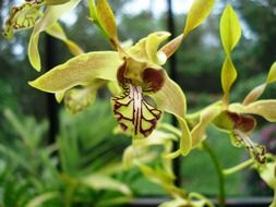 orchid flowers in the garden