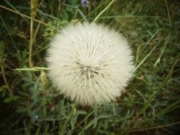 dandelion like a wild flower