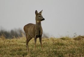 photo of a young deer on an autumn meadow