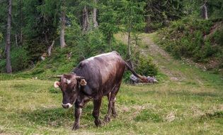 landscape of the bull is walking on the green grass