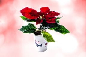 christmas vivid flower in the pot