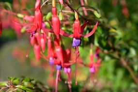 blooming fuchsia in the sun close up