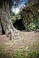 Tree and other plants in nature