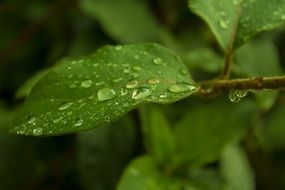 terrific rosa leaves