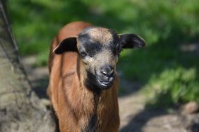 Cute brown goat Nature view